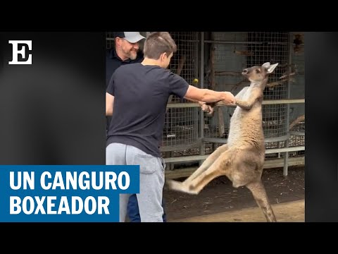 AUSTRALIA: Un canguro ataca a unos turistas en una reserva de Perth  | EL PAÍS