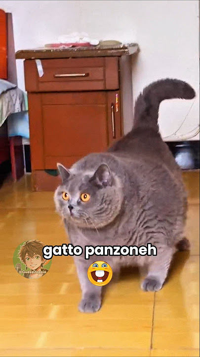 🐱 Gatto panzone (PARTE 25)