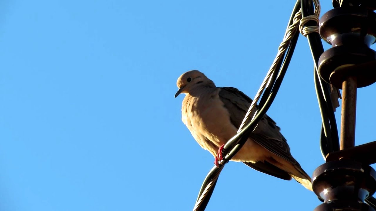 Resultado de imagem para pombo no fio