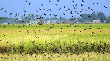 Ini yang Terjadi Ketika Puluhan Ribu Burung Pipit Serang Tanaman Petani. Ternyata Bisa di Makan