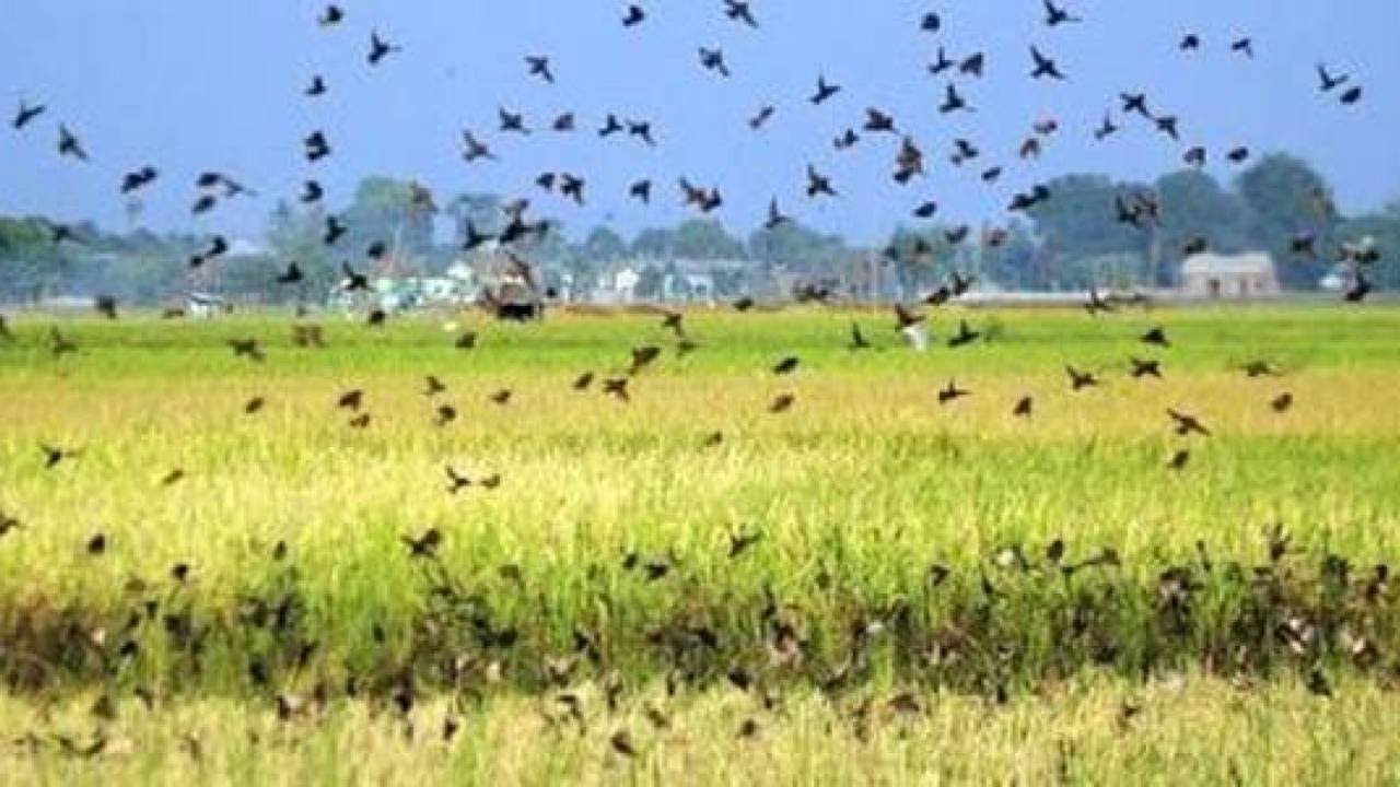 Вот что происходит, когда десятки тысяч воробьев нападают на фермерские посевы. Оказывается, они ...