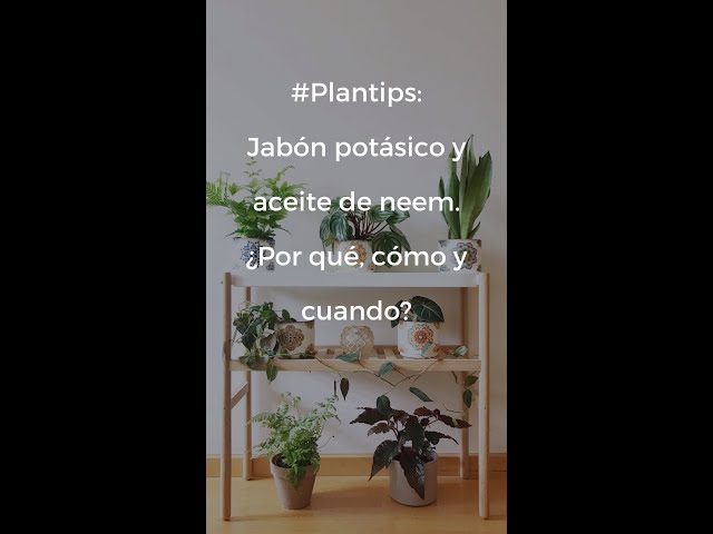 Aceite neem y jabón potásico Acaba con el 99.9% de todas las plagas en tus  plantas 