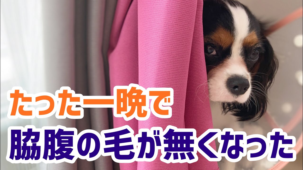 【犬の病気／ニキビダニ】ある日突然、直径10cm程のハゲが出来た愛犬うに／犬の皮膚病の話(生後７ヶ月)