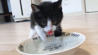 独特なスタイルで水を飲む子猫