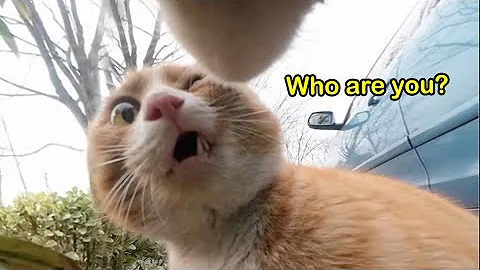 These Cats Speak English Better Than Hooman Best So Far - DayDayNews