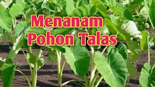 Cara Menanam Pohon Talas Dan Cara Membersihkan Pekarangan