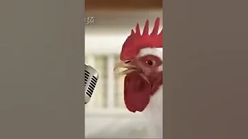 اغنية التي يبحثو عنها الملاين اغنية الدجاجة 