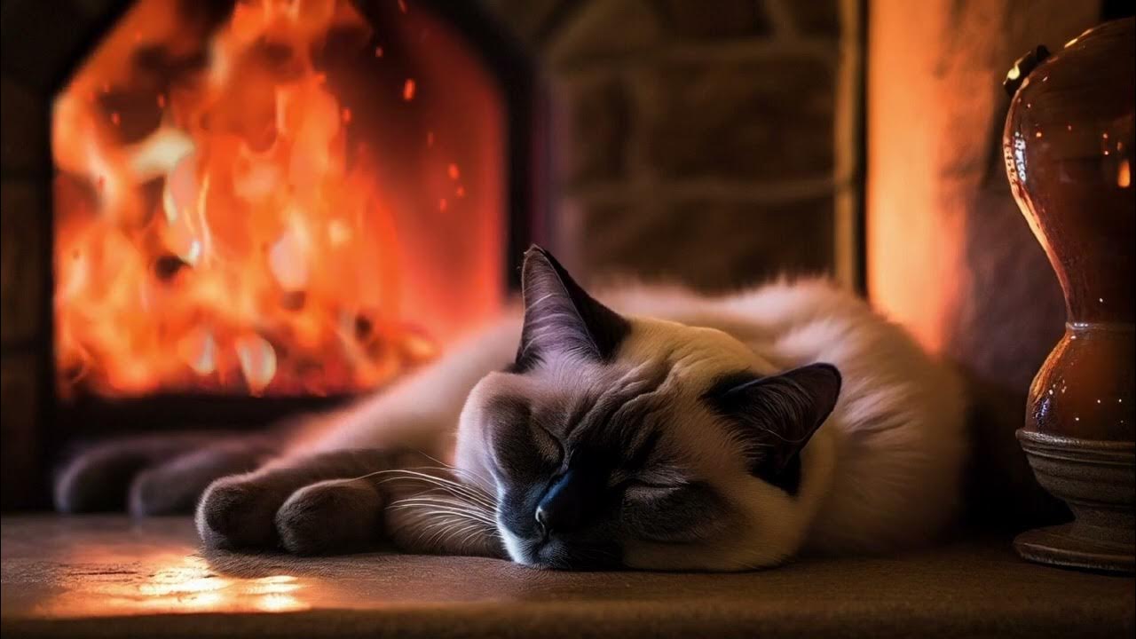 The Soothing Magic of Purring Cats and Fireplace Sounds for a Calmer