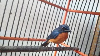 Suara Tledekan Bambu PIKAT Gacor - Pancingan Burung Sikatan & Sulingan Bahan Langsung NYAUT Bunyi