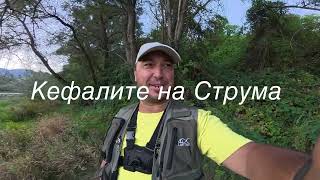 видео: Кефалите но Струма  картинка: Кефалите но Струма