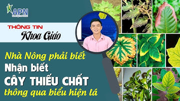 APN - BIẾT NGAY CÂY THIẾU CHẤT GÌ CHỈ TRONG 30 GIÂY | NHÀ NÔNG PHẢI BIẾT