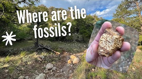Looking for fossils on the Sandy Seep Trail