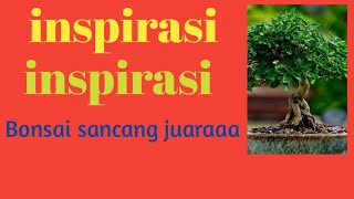 inspirasi bonsai sancang belajar bonsai