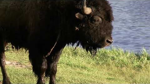 E4 award: The Moran effect revisited: spatial population synchrony under global warming