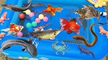 Đi Câu Cá Ở Mương Nước Nhiều Cá Vàng, Ao Cá Nhiều Cá Koi, Cá Chuối, Cá Rô, Lươn, Ếch, Bóng Sắc Màu