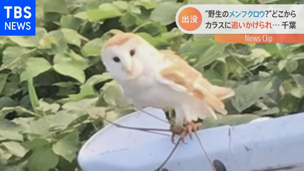 野生 それとも逃げた 白いメンフクロウが木更津に Nスタ Youtube