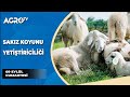 Sakız Koyunu Yetiştiriciliği / Dr. Koyuncu - Agro TV