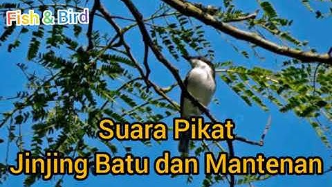 Suara Pikat Jinjing Batu dan Mantenan