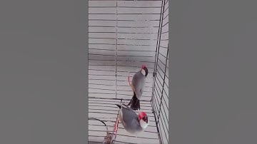 Grey Java Breeder Pair @bestbirdslovers #birdslover #bird #java #finch #shorts