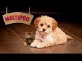 Maltipoo Puppy - Maltese Poodle Designer Dog Mix