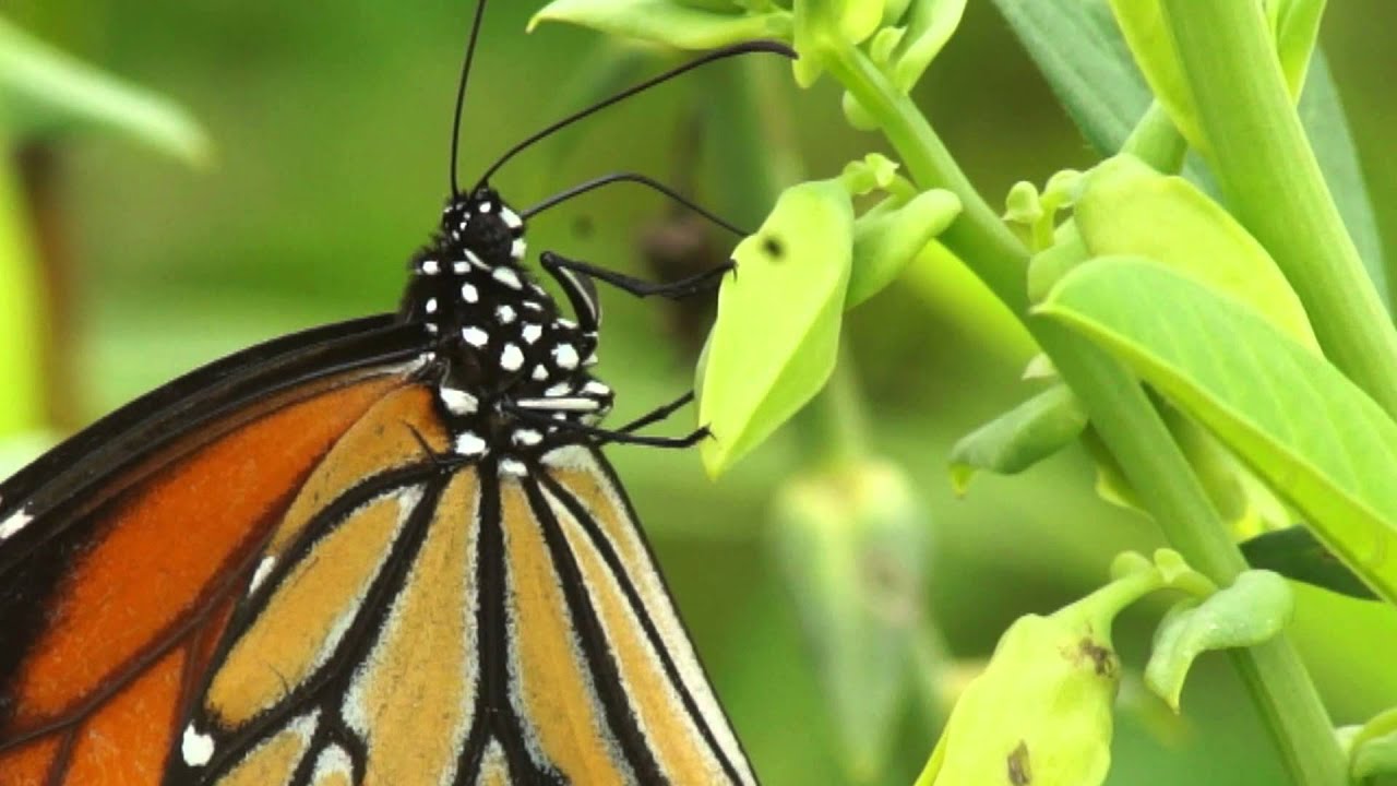 Butterflies of Thailand part 5 HD YouTube