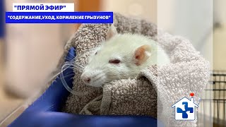 Прямой эфир с ратологом. Содержание, уход, кормление грызунов.