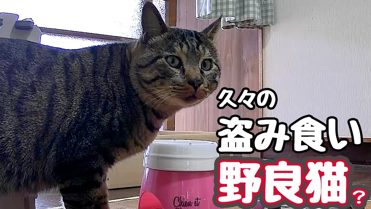 ちょっと油断したら…【野良猫】 - YouTube
