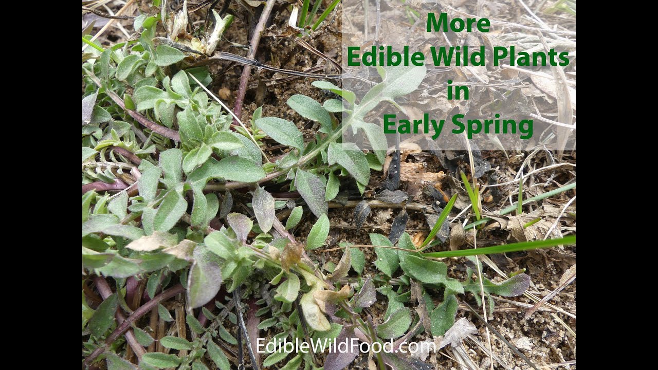 More Edible Wild Plants in Early Spring