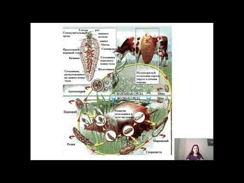 печеночный сосальщик (Fasciola hepatica)