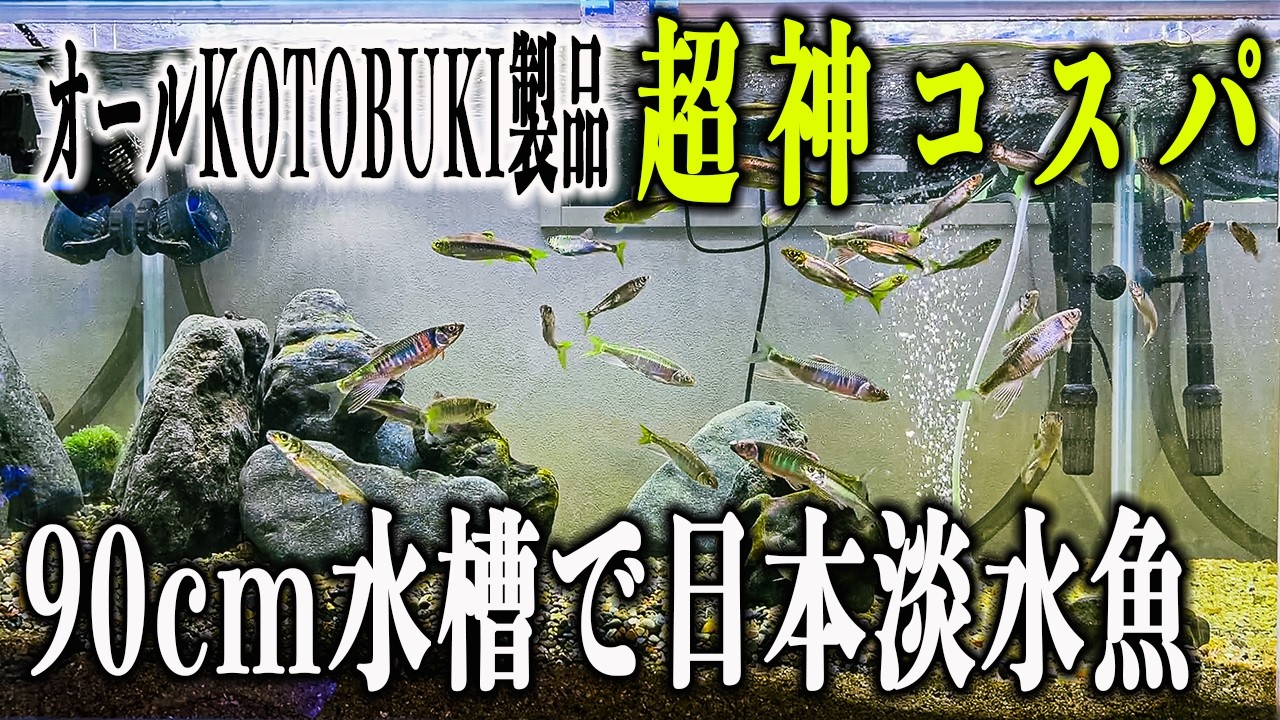 神コスパ】オールKOTOBUKI製品で日本淡水魚の水槽を立ち上げた！ - YouTube