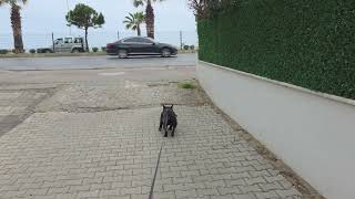 Yes, and here is my update from Mahmutlar, covering the last three weeks.