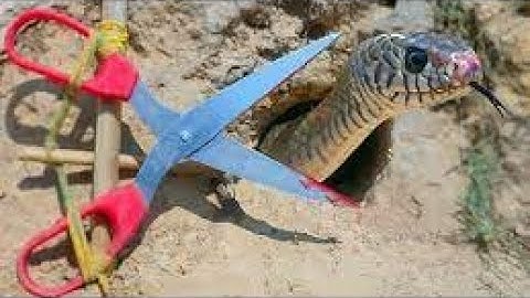 Easy Snake Trap Creative Method DIY Snake Trap Using Cutter That Work 100