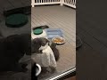 Kitty City is live! Lets eat Dinner