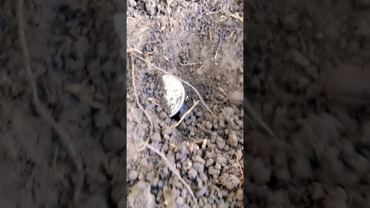 encontrei a maior moeda antiga 