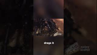 The world’s most venomous spider…