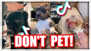 PRETEND to Pet your Dog but DON'T pet them.