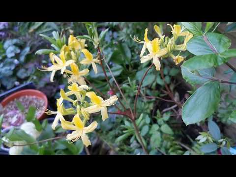 Video: Rhododendron Luteum – How To Grow Honeysuckle Azalea Plants