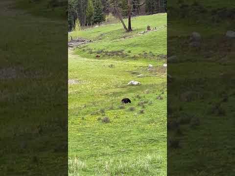 Grizzly and Black Bear together in Yellowstone National Park