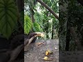 අළු කෑදැති යාලුවා 🥹🦤🌼 Ceylon grey hornbill #knowledge #birds #ceylongreyhornbill
