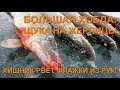 Хищник рвёт флажки из рук! Большая Хобда: щука на жерлицы. Рыбалка в Актюбинской области, Казахстан.