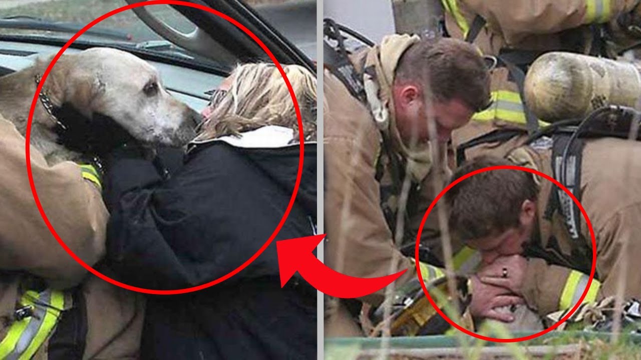 Firefighters Save Lifeless Dog By Performing Mouth to Snout ...