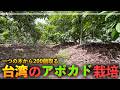 台湾のプロのアボカド農家の栽培が本当にすごかった【台湾#3】