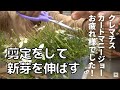 クレマチスカートマニージョーの花後のお手入れ　剪定して新芽を伸ばす【園芸】