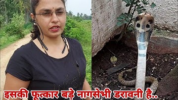 A snake with dangerous attitude.. came straight out of its hole and started attacking.. Baby cobr...