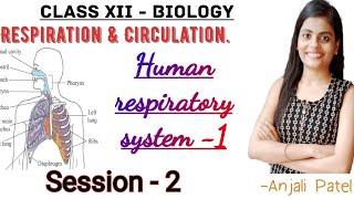 Class XII Biology - Respiration and Circulation : Human respiratory system - Part 1.