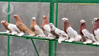 В гостях у ташкентского любителя голубей - Рустам Икрамов