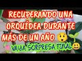 RECUPERANDO UNA ORQUÍDEA DURANTE MÁS DE UN AÑO 😲🌱, vaya sorpresa final!!! 😃🌷🌷