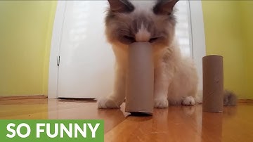 Clever cat dominates DIY shell game