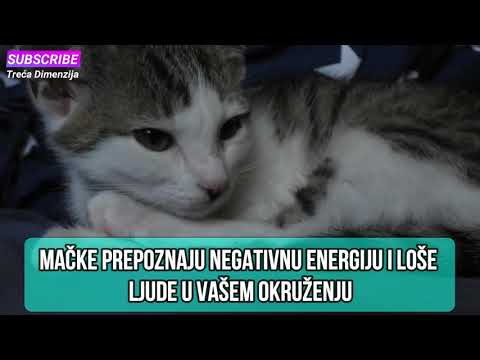 Mačke prepoznaju negativnu energiju i loše ljude u vašem okruženju