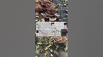 vcvrack #🍄‍🟫#modular #modularsynth #eurorack #synthesizer #ambient #electronicmusic